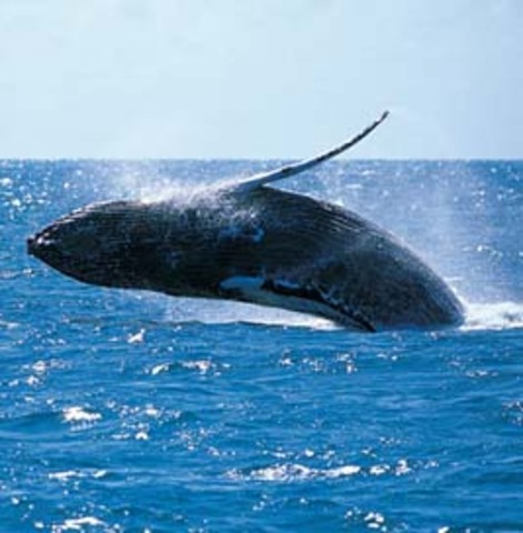 Piden A Piñera Detener Proyecto De Parque Eólico En Chiloé Porque Podría Matar A Ballenas Azules