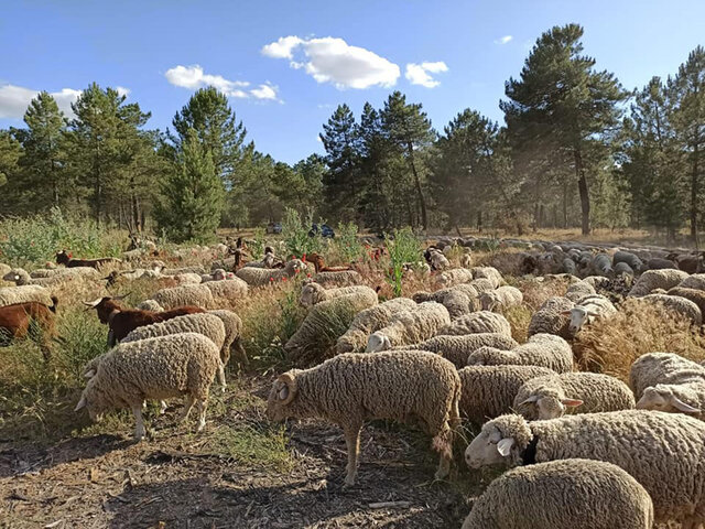 Creación del Honrado Concejo de la Mesta