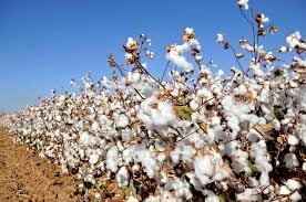 GA History: Boll Weevils cut Ga Cotton Production in Half