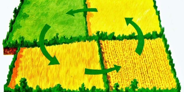 Se crea el sistema de rotación de cultivos