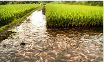 Primera evidencia de acuicultura artificial