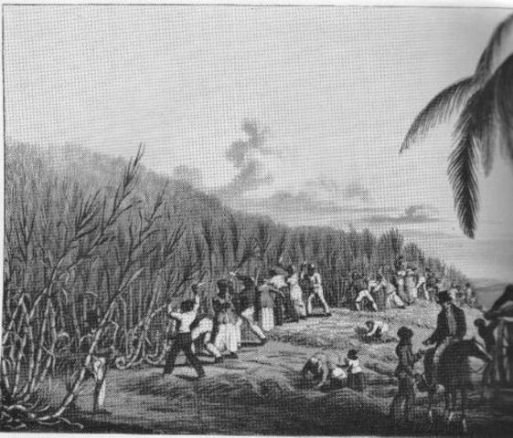 Earliest Records of Sugar Production in Jamaica