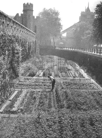 “Victory gardens”&nbsp;o “War gardens”&nbsp;
