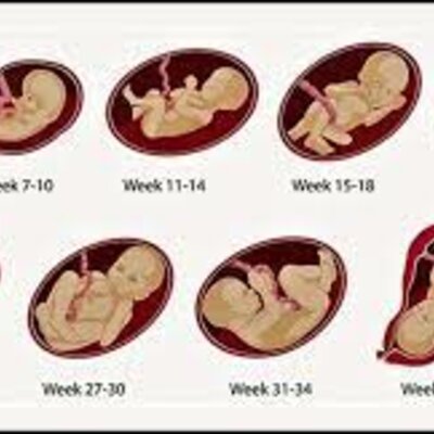 Timeline: Prenatal Development-Baby