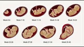 Timeline: Prenatal Development-Baby
