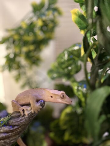 Quand j'avais 12 ans, j'ai eu un lézard.