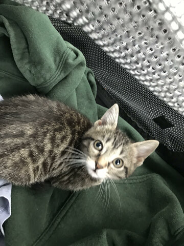 J’ai eu mon deuxième chat.