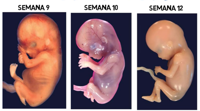 Tercer Mes | Semanas de la 9 - 12