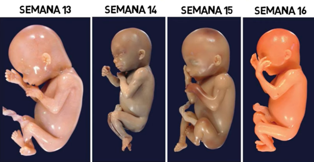 Cuarto Mes | Semana de la 13 a la 16