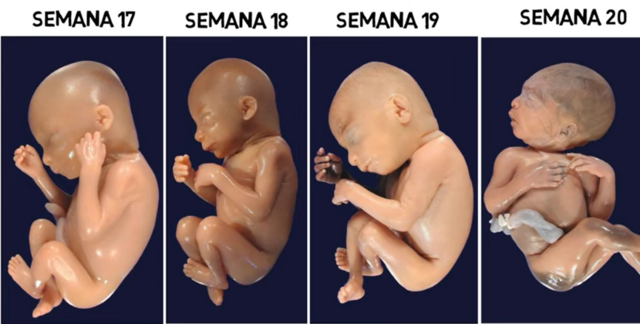 Quinto Mes | Semanas de la 17 a la 20