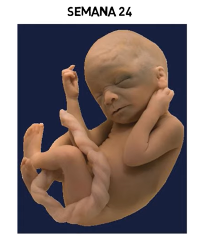 Sexto Mes | Semanas 21 a la 24