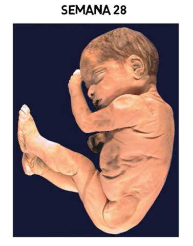 Séptimo Mes | Semanas 25 a la 28