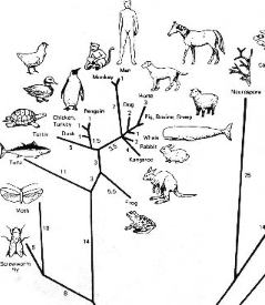 Drafts Sketch Natural Section