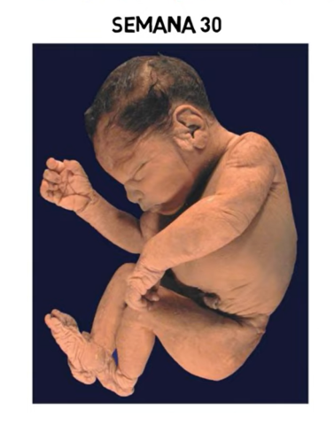 Octavo Mes | Semanas 29 a la 32
