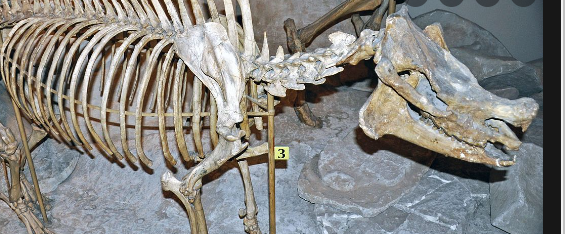 Finds Fossils - Port St. Julian