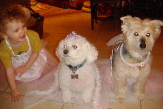 J'ai habillé mes chiens