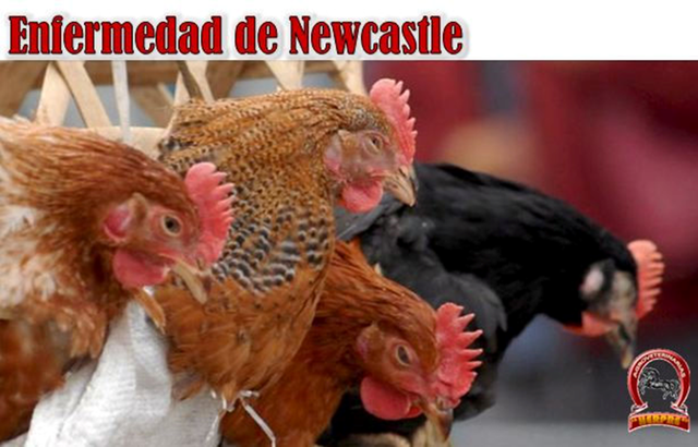 Reducción de la poblacion