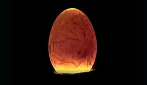 Incubación Artificial