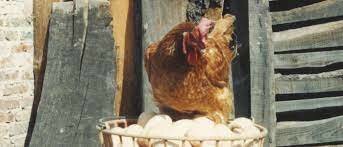 Explotaciones caseras