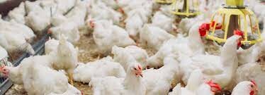 Creación de Pequeñas Empresas