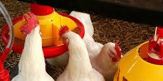 Tecnificación Avicola