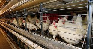 Caminando Hacia el Futuro