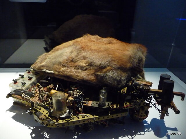 Job le renard par Albert Ducrocq