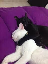 Vam adoptar als nostres gats