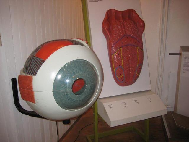 Работает в музее педагог, лекции которой помогают разъяснить экспозицию музея, также можно получить знания по разным другим темам