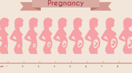 Timeline: pregnancy