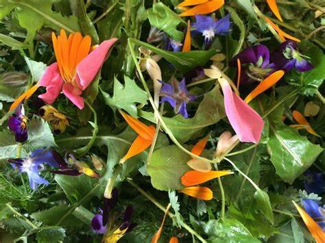 Expedicions de Portugal fins Àsia