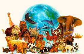 DIVERSIFICACIÓ MACROSCÒPIA