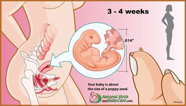 baby 3-4 weeks