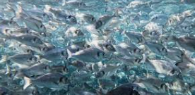 SEGUEIX LA DIVERSIFICACIÓ