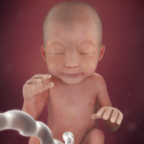 Week 24