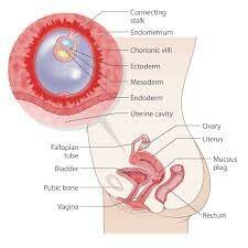 1st Trimester -Weeks 3-4