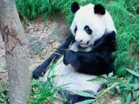 SENYALS DE VIDA TERRESTRE