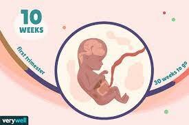 1st Trimester -Week 10
