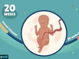 2nd Trimester -Weeks 20-21