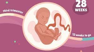 3rd Trimester -Weeks 28-29