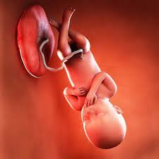 3rd Trimester -Weeks 36-37