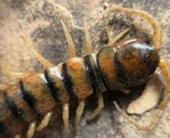 APARICIÓ FONGS I ARTRÒPODES