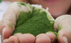 PRODUCCIÓ DE PLANCTON