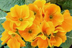 DIVERSIFICACIÓ ANGIOSPERMES