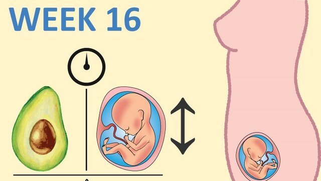 week 16