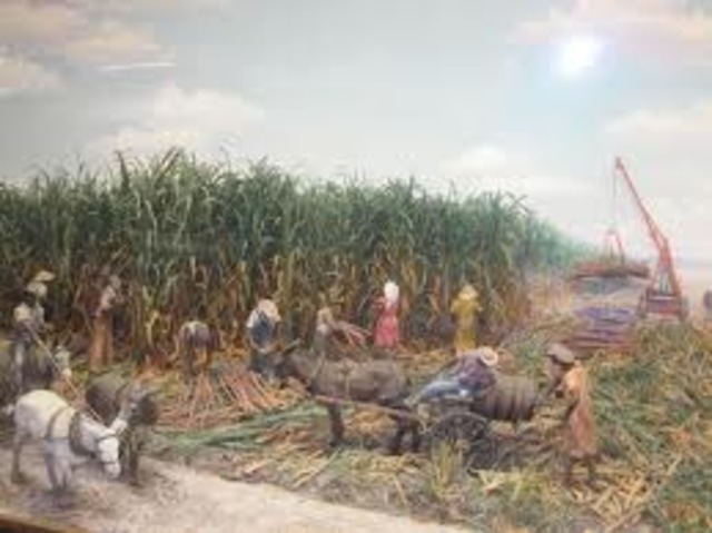 Louisiana Becomes a Sugar State