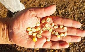 escasez de alimentos