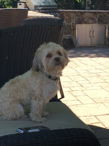 Recibí mi perro Henry