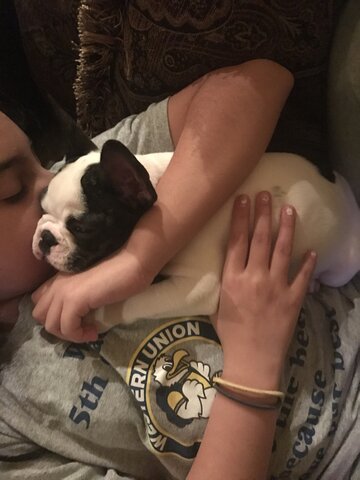 Recibí mi primera mascota.