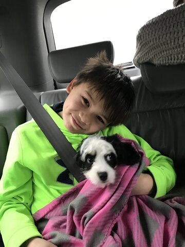 Ensuit , Nous avons Eu Piper notre deuxième chien